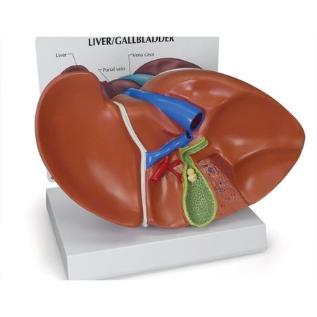 GPI ANATOMICAL Anatomical Model - Liver - Gallbladder 3300